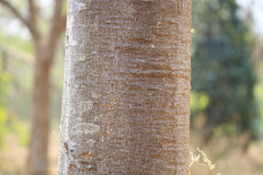 Pterocymbium tinctorium